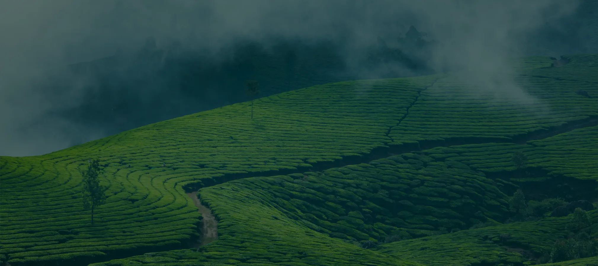 Our Farms
