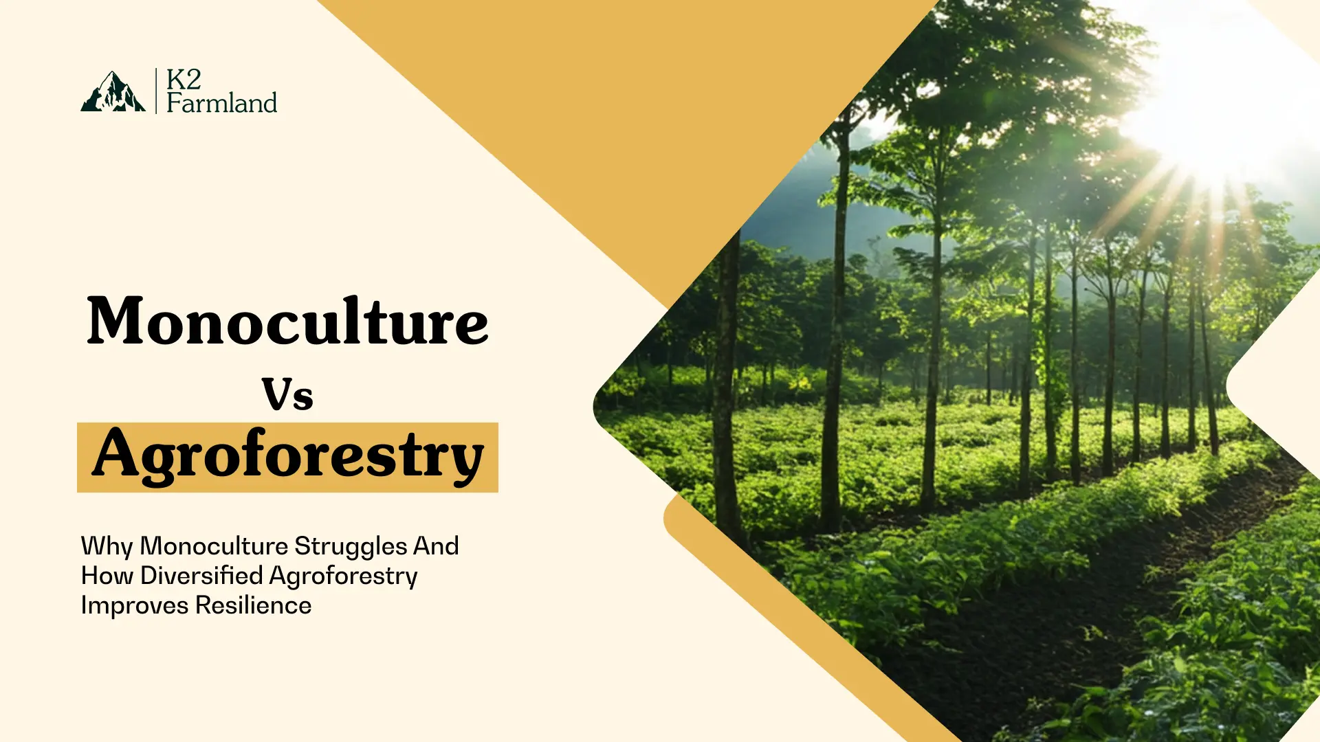 Farming in India: monoculture increases risk. Diversified agroforestry improves soil, water, income, and resilience.