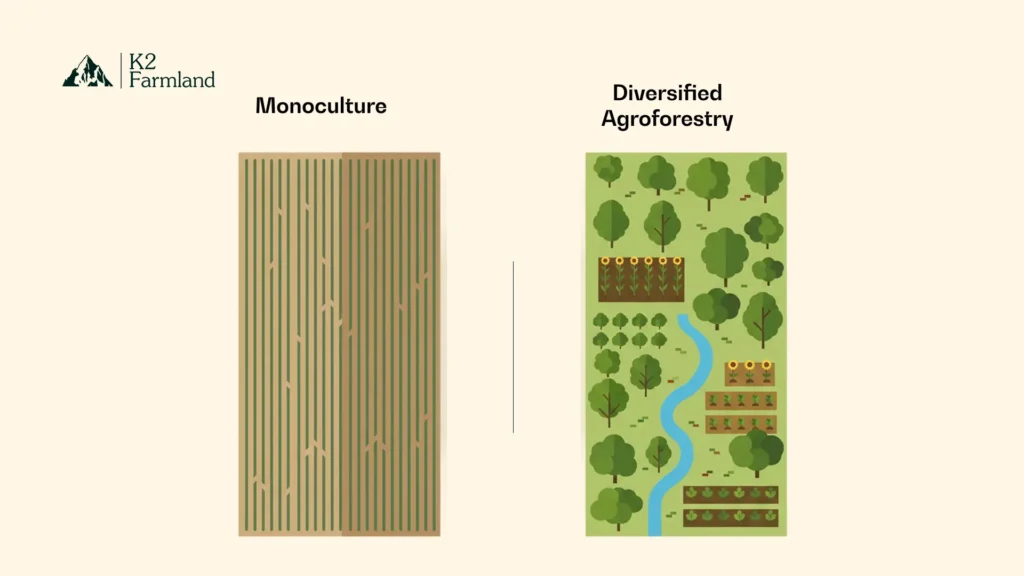 Illustration of an Indian farm split into monoculture on one side and diversified agroforestry on the other.